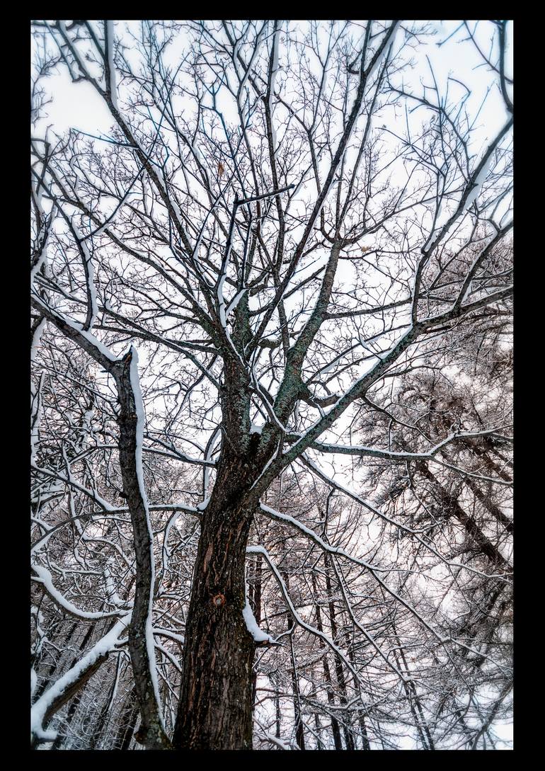 Original Fine Art Tree Photography by Dario Cuccato