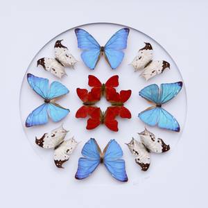 Collection Butterflies