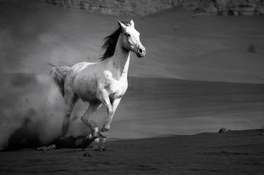 Original Horse Photography by Adam Bader