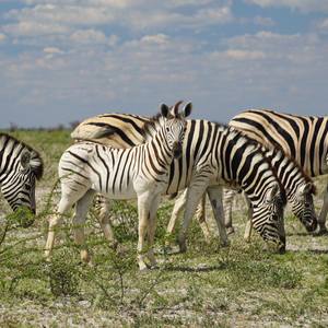 Collection Etosha, Namibia Wildlife Photos