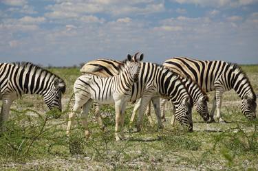 Inquisitive Zebra thumb