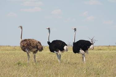 Three Ostriches thumb