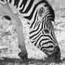 Collection Etosha, Namibia Wildlife Photos