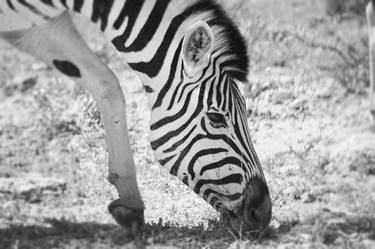 Grazing Zebra thumb