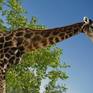 Collection Etosha, Namibia Wildlife Photos