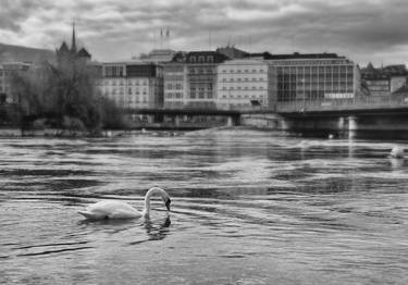 " Morning. White Swan. Geneva " - Limited Edition of 15 thumb