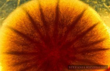 Original Nature Photography by art of bacteria