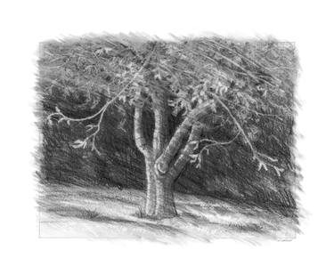 Original Landscape Drawings by Marion Webber