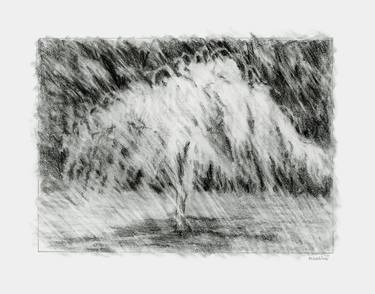 Original Abstract Expressionism Tree Drawings by Marion Webber