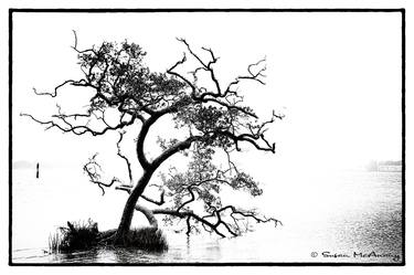Original Tree Photography by Susan McAnany