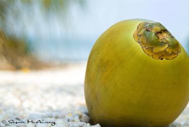 Peaceful Coconut thumb