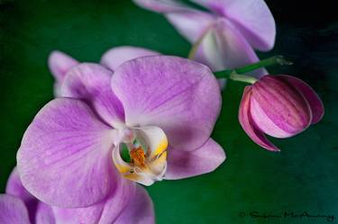 Original Fine Art Floral Photography by Susan McAnany