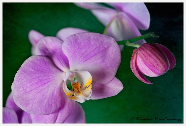 Original Minimalism Floral Photography by Susan Mcanany