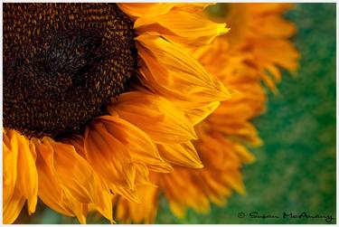 Radiant Sunflower Limited Edition Print thumb