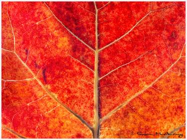 Original Fine Art Nature Photography by Susan McAnany