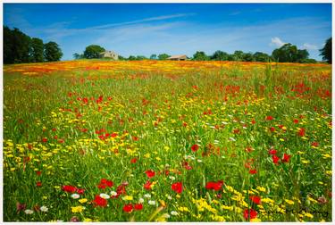 Wildflowers Extravaganza - Limited Edition 1 of 10 thumb