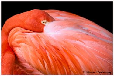 Original Abstract Animal Photography by Susan McAnany