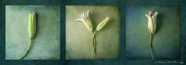 Original Modern Floral Photography by Susan McAnany