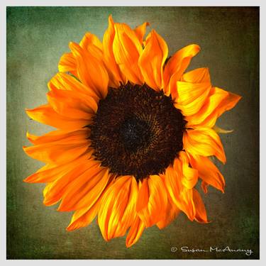 Sunflower - Limited Edition of 10 thumb