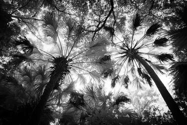 JunglePalms (Limited Edition Photograph 1/25) Large thumb