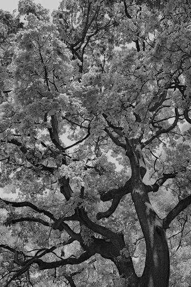 Print of Tree Photography by Herman Brandhof