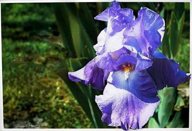 IRIS SEDUCTION thumb