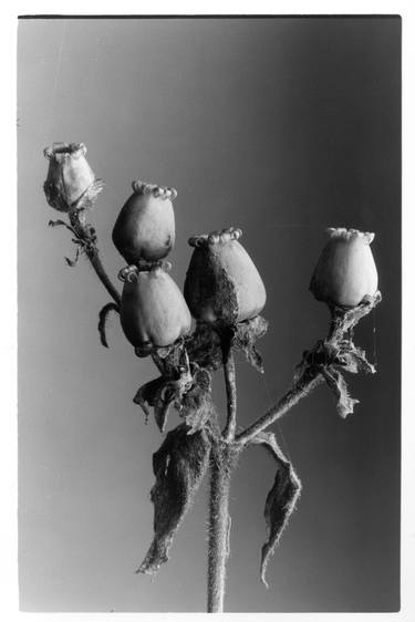 Print of Documentary Botanic Photography by Casper Zuidwijk