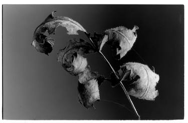 Print of Fine Art Botanic Photography by Casper Zuidwijk