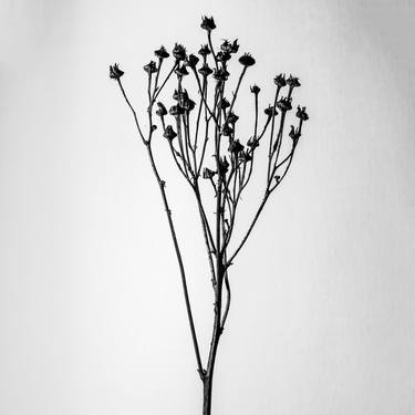 Print of Botanic Photography by Casper Zuidwijk