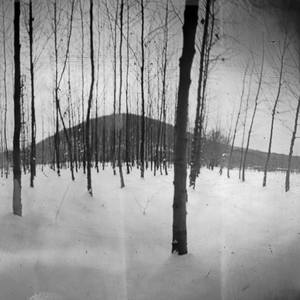 Collection Only God can make a tree  - pinhole photographs