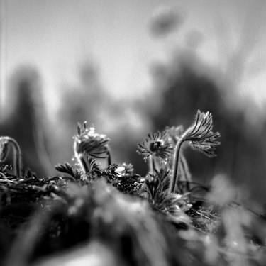 Print of Floral Photography by Dmytro Tolokonov