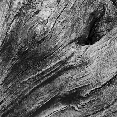 Print of Abstract Tree Photography by Dmytro Tolokonov