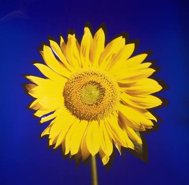 Sunflower 2016 - Unique Camera-Obscura Ilfochrome Photograph thumb