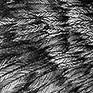 ANK3Detail2