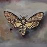 Oilpaint on wood. Saturnia pyri, Acherontia atropos, Attacus atlas.12 butterflyes. Framed.