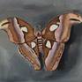 Oilpaint on wood. Saturnia pyri, Acherontia atropos, Attacus atlas.12 butterflyes. Framed.