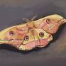 Oilpaint on wood. Saturnia pyri, Acherontia atropos, Attacus atlas.12 butterflyes. Framed.