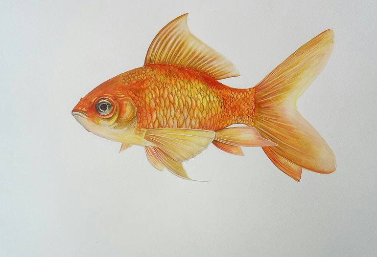 realistic goldfish drawing