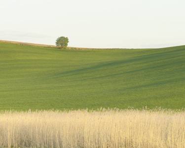 The Tree On Hill And The Reeds thumb