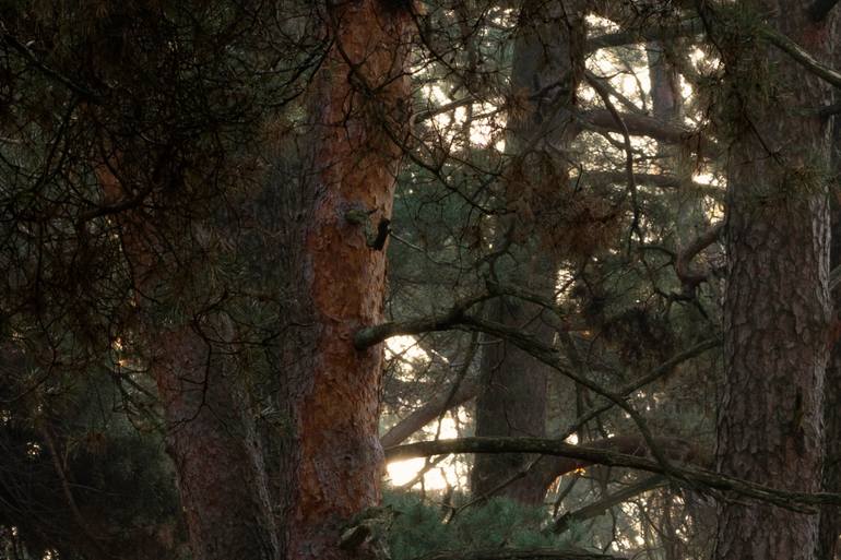 Original Contemporary Landscape Photography by Michael Lesiv