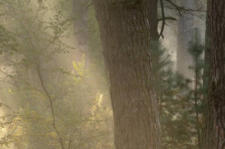 Original Contemporary Landscape Photography by Michael Lesiv