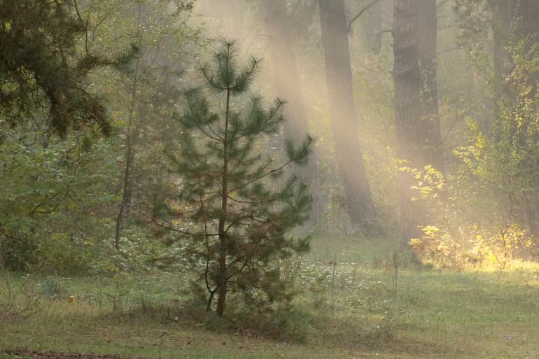 Original Contemporary Landscape Photography by Michael Lesiv