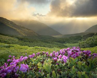 Breathtaking Rhododendron Flowers Above The Clouds thumb