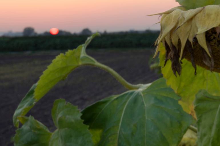 Original Contemporary Nature Photography by Michael Lesiv