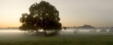 Foggy Dawn On The Meadow, Panoramic thumb
