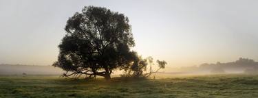Misty Morning Meadow, Panoramic thumb