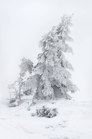 Loneliness Tree In Storm - Limited Edition of 10 thumb
