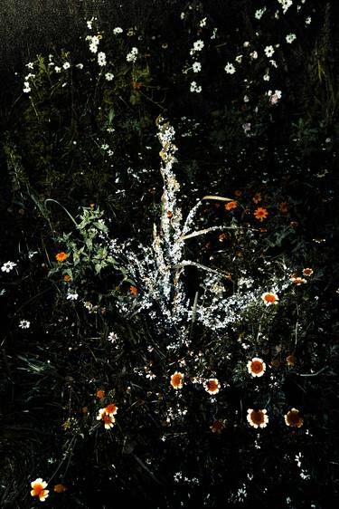 Print of Conceptual Floral Photography by Henri Blommers