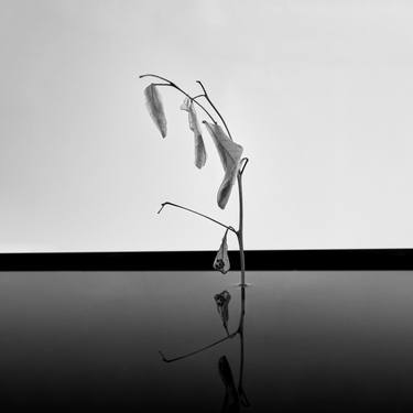 Print of Conceptual Still Life Photography by Ernesto Navarro