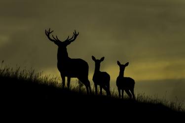 Red Deer at dawn thumb